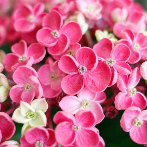 �����̕��̂悤�ȉ��炵���`�̃A�W�T�C�ł��B