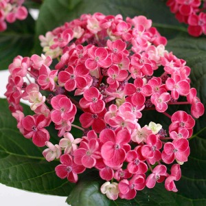 �炫�i�ނƁc�S�̂��Z���Ȃ胍�[�Y�F�ɂȂ�܂��B