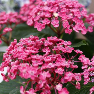 ����ɍ炫�i�ނƑS�̓I�ɐF���Z���Ȃ�܂��B