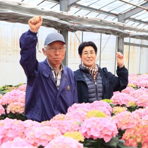 �f�G�ȃA�W�T�C�𐔑�����킳��Ă���J�c������̃n�E�X�ő�؂Ɉ�Ă��Ă��܂��B���{�l�����Ĕ[���̂ł�����̂����I���ďo�ׂ��Ă��܂��̂ŁA�����Ɗ��ł���������Ǝv���܂��B