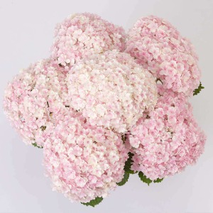 ���ՋC���̍����A���O�����猩����Ԃł��B