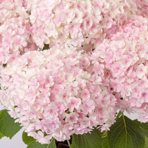 �������~���N�̂悤�ȉ��炵���z���C�g�`�s���O�̃O���f�[�V�����ł��B�F�̏o���͌��Ƃ��Ă��y���݂��������B