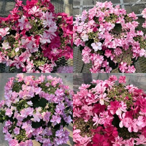 �ꔫ�ꔫ�F�̏o�����قȂ�A�B�ꖳ��̂��Ȃ������̈ꔫ�����͂����܂��B���Ƃ��Ă��y���݂��������B