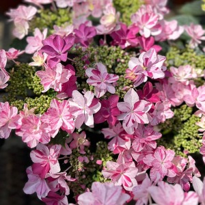 �Ԃт�1��1���ɑ@�ׂȍi��͗l������A��ւ��ƂɈقȂ�s���N�̔Z�W�����܂�A���߂邽�тɐV��������������܂��B