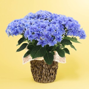 �ʃA���O���̃C���[�W�ł��B