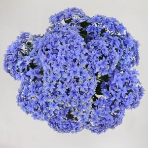 �ォ�猩����Ԃł��B