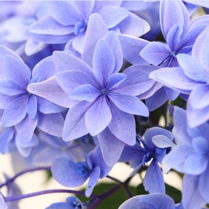 �ЂƂ̉Ԃ̒��ł����S�̂ق����F���Z���Ȃ�A�������O���f�[�V������D��Ȃ��Ă��܂��B