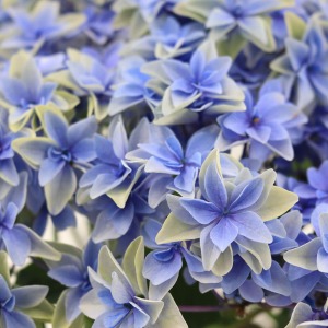 �r���e�[�W�J���[�̏����i�K�ł��B���F�ƃO���[���Ƃ̃R���g���X�g���������ł��B