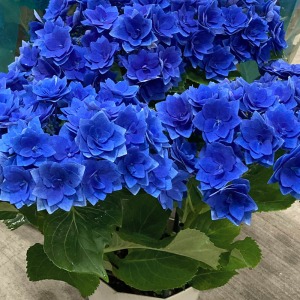 ���X�����O���[���̗t���A�u���[�̔�����������w�������Ă܂��B