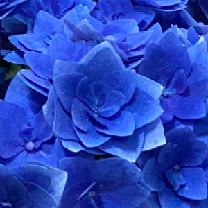 ���^�̉Ԃ��܂�d�Ȃ�A�����ƗD�낳�𕹂������܂��B