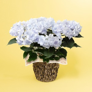 �ʃA���O���̃C���[�W�ł��B