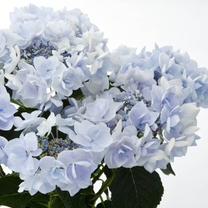 �����ʂ����A���������ӂ��u���[�̔��d�炫�A�W�T�C�ł��B