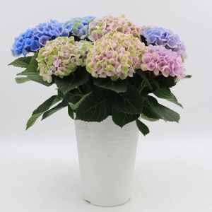 �Ⴂ�A���O�����猩����Ԃł��B