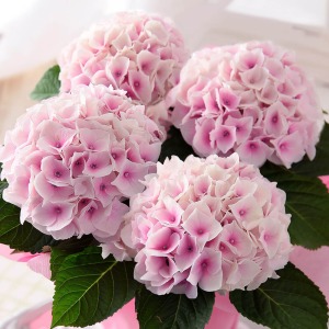 �u�킽���߁v�Ƃ������̒ʂ�A�ۂ��ӂ���ƍ炫�ւ�܂��B