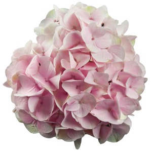 ���J���͈�̖[�̒��ł��F�̔Z�W�����܂�A�ӂ���D������ۂł��B