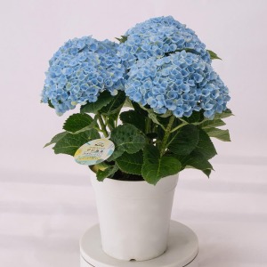 �̍�������܂��̂ŁA�\�߂��������������B