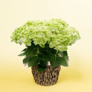 �Ⴂ�A���O�����猩����Ԃł��B�w�������{�����[�~�[�Ȉ�ۂł��B