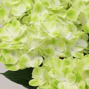 �V���ƃO���[���̑u�₩�ȃR���r�l�[�V�������܂�Ŗ����~���N�̂悤�B