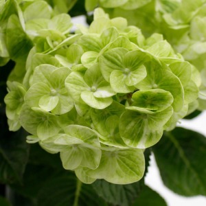 �炫�n�߂̓O���[�����Z���ł��B