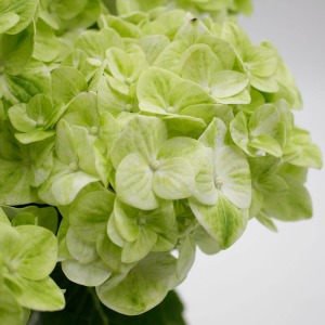 �炫�i�ނɂ�āA���X�ɃV���̊����������Ă��܂��B