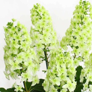 �܂�œV�ɐL�т铡�̉Ԃ̂悤�B