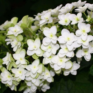 �ĐF�ɕς���Ă���r���ł��B���̉Ԃ̊O������ΐF�ɂȂ��Ă����܂��B