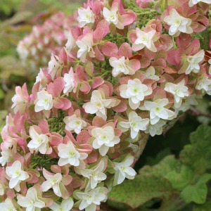 �O���̑����Ԃ��s���N�F�̐��܂��Ă����A�A���e�B�[�N�Ȉ�ۂɂȂ�܂��B