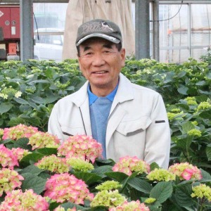 ���{��̃A�W�T�C�̍���Ə̂����u�������|�v�ŁA��̓��ɍ��킹�đ�؂Ɉ�Ă��Ă��܂��B