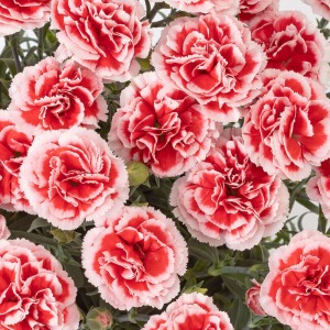 1��1�֔��������̖͗l�Ɍ�������A���Ă��邾���Ŋy�����Ȃ�܂��B