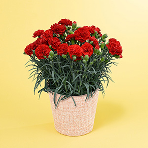 �Ⴂ�A���O������̃C���[�W�ł��B