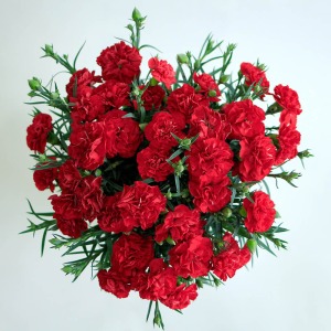 �������ς��ɉԂ��炫�ւ�܂��B