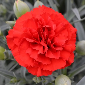 �t�����̂悤�ȐԂ��Ԃт炪�������Ԃ��J�[�l�[�V�����ł��B