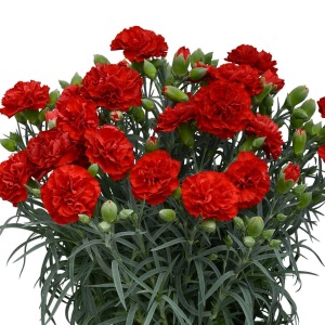 �N�₩�ɍ炫�ւ�J�[�l�[�V�����Ŋ��ӂ̋C������`���܂��傤�B