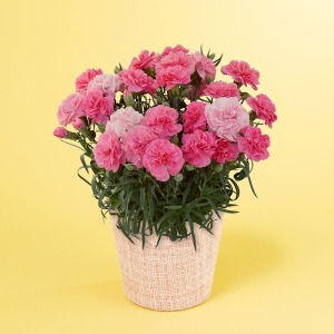 �ʂȃA���O������̃C���[�W�ł��B