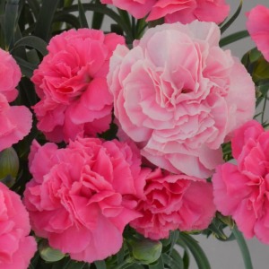 �炫�n�߂͉����̓��F�A�炫�i�ނɂ�č��s���N�ɕω����܂��B