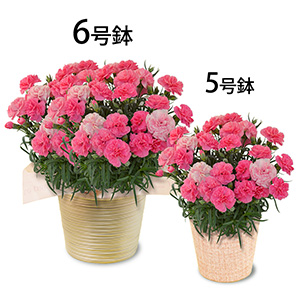 ��ʓI��5���T�C�Y�Ƃ���Ƀ{�����[�����̂���6���T�C�Y�����p�ӂ��܂����B