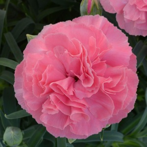 ���̓I�Ŋۂ݂�тт������I�Ȉ�ۂ̉Ԃł��B