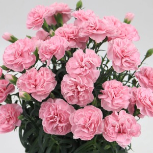 �N�₩�ɍ炫�ւ�J�[�l�[�V�����Ŋ��ӂ̋C������`���܂��傤�B