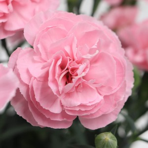 ���̓I�Ŋۂ݂�тт������I�Ȉ�ۂ̉Ԃł��B