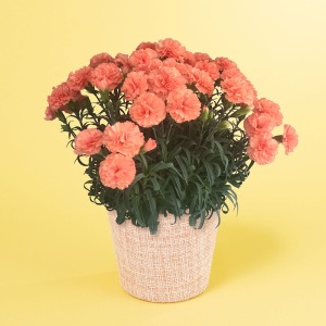 �ʂȃA���O������̃C���[�W�ł��B