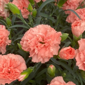 ���̊��̂���t���t���̉Ԃт炪�܂�d�Ȃ�A�܂�łӂ�ӂ�ȃV�t�H���P�[�L�̂悤�B