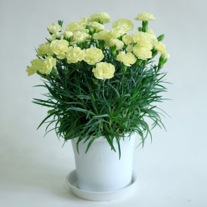 �Ⴂ�A���O������̃C���[�W�ł��B