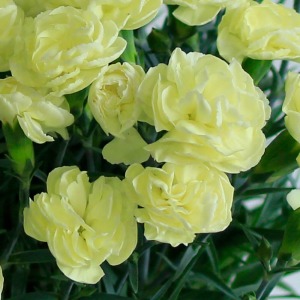 ��X�������邢���C�g�C�G���[�́A���Ă��邾���ŁA�S�����t���b�V���ł������ł��B