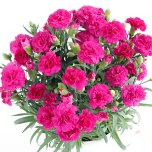 �Ԃ̊J�ԋ�A���̏�ԓ��Ŕ��f���悢��Ԃ̂��̂�I�肷�����Ă��͂����܂��B