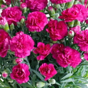 ���J���͊���ʂ��Ԃ����������܂��B