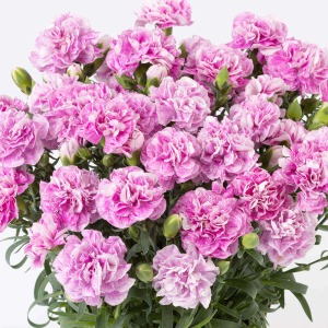 �����[�����āA���ɉԕt���̗ǂ��l�C�i��ł��B