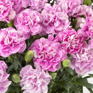 1��1�֔��������̖͗l�Ɍ�������A���Ă��邾���Ŋy�����Ȃ�܂��B