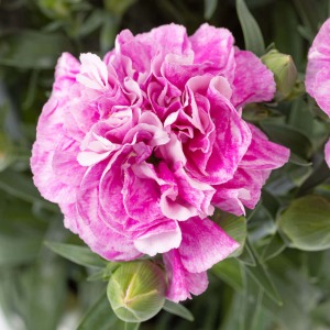 �Ԃ̃A�b�v�ł��B�Ԃт�̗����͔����A�`���������锒���A�N�Z���g�ɂȂ��Ă����B