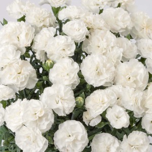 ���������ӂ�鏃���̃J�[�l�[�V�����ł��B