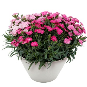 ����͂��܂荂���Ȃ�܂��񂪁A�}���������������ƂȂ�܂��B